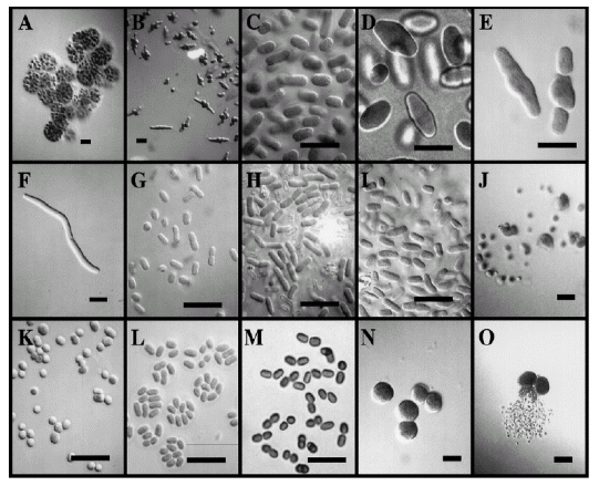 高鹽污水生物處理技術(shù)